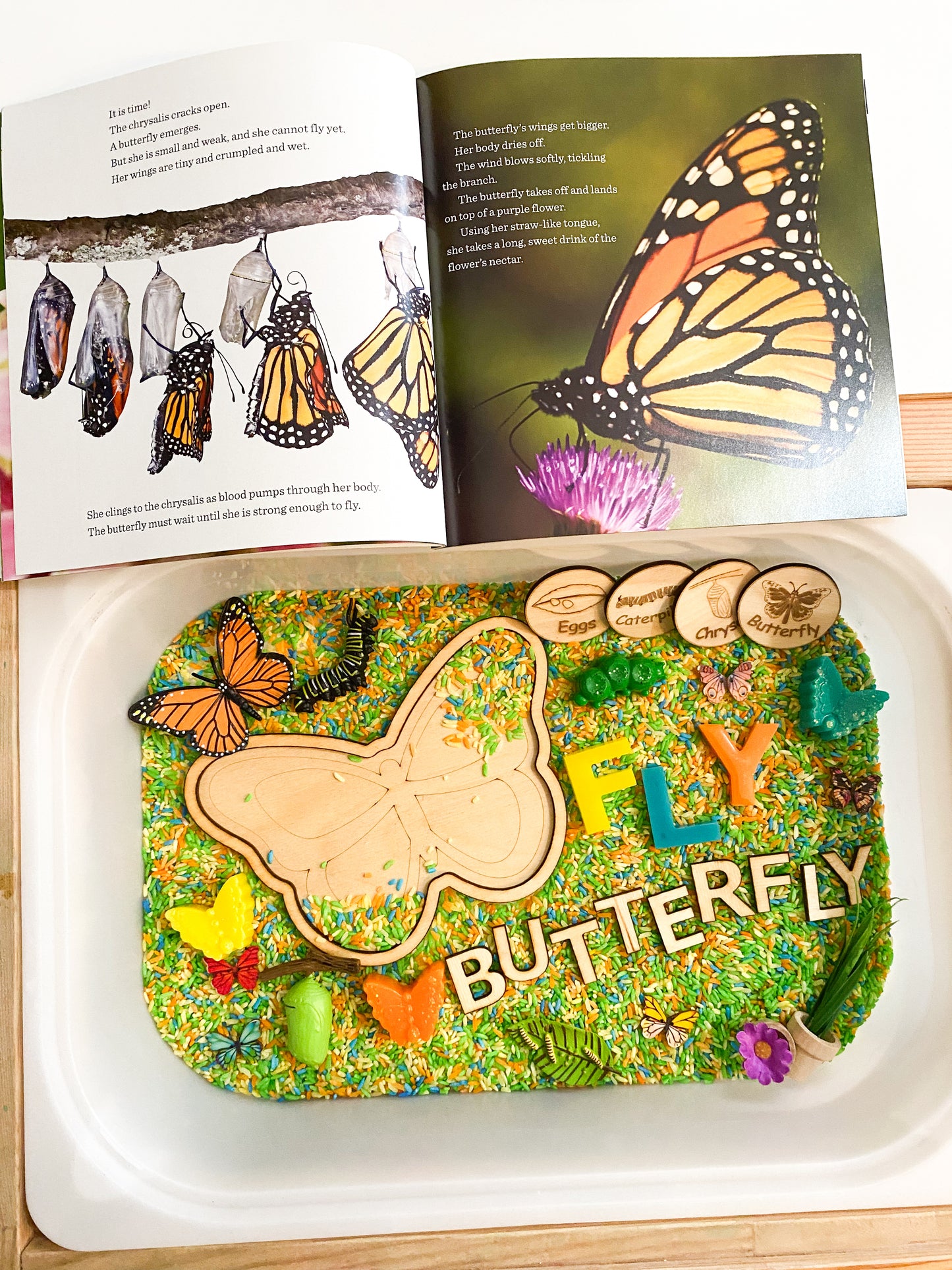 Butterfly Book Based Kit - Butterfly Life Cycle