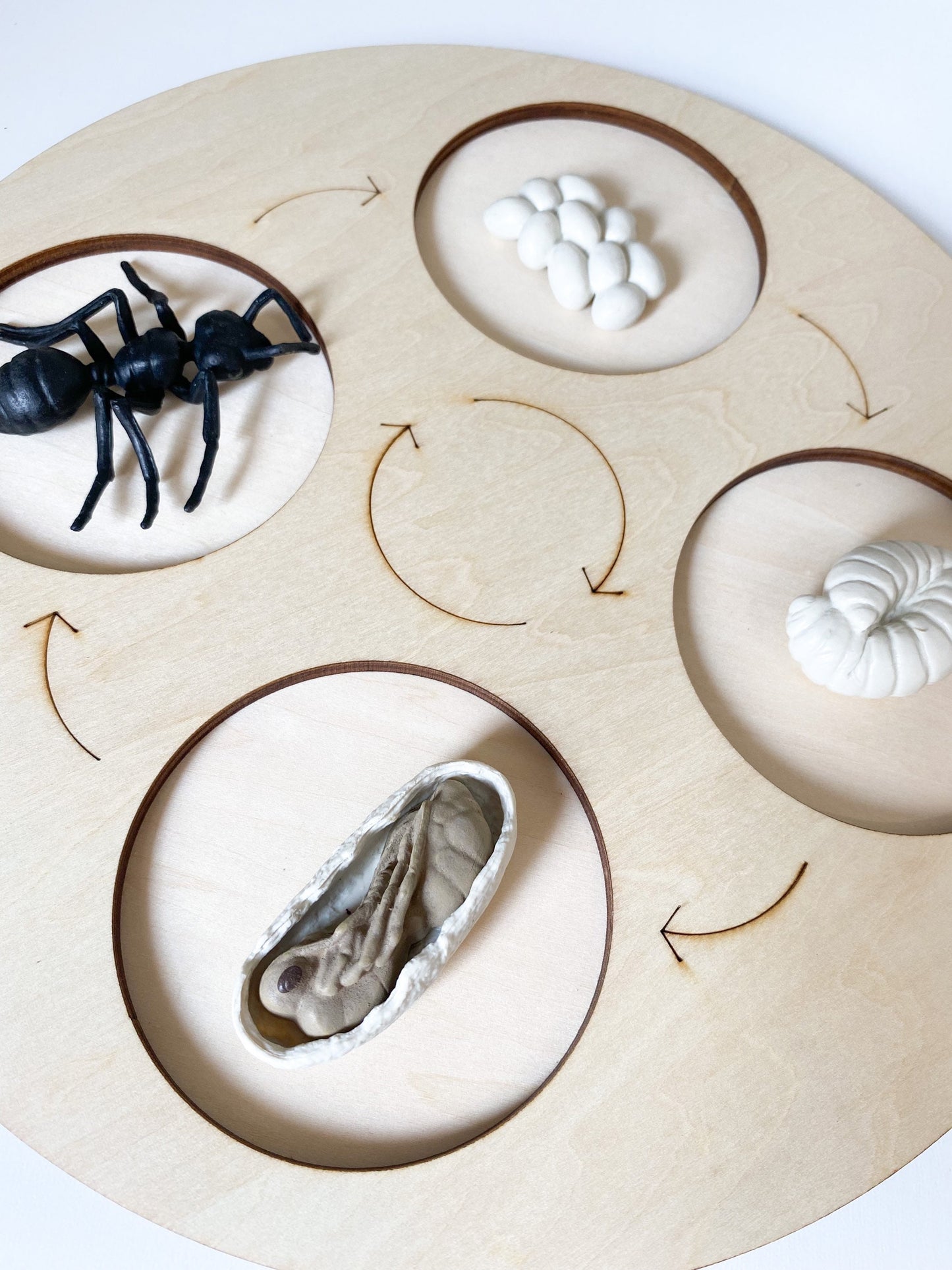 Wooden Life Cycle Sorting Board